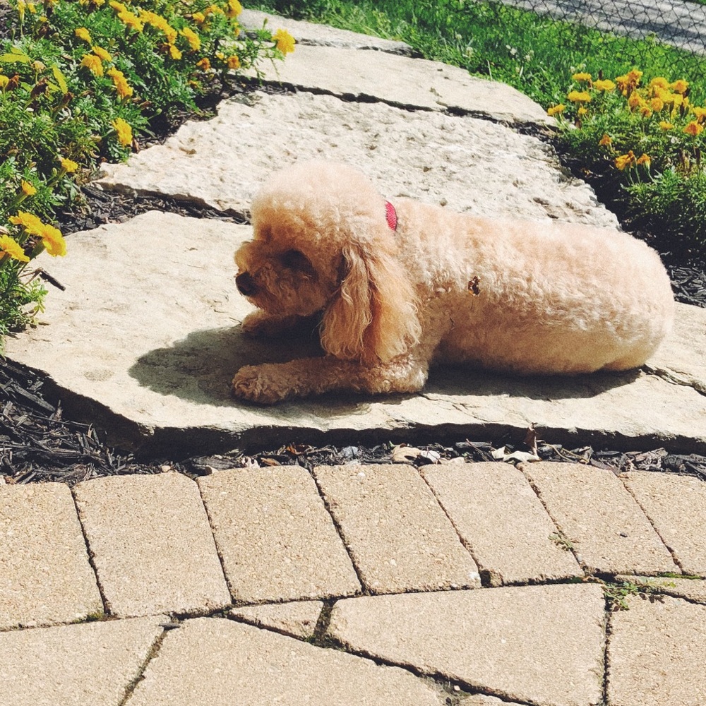 Meet your Posher, Maddie